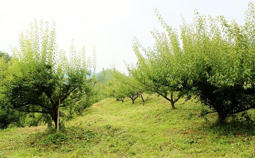 緑豊かな山々に囲まれ、手入れの行き届いた美しい環境で梅は栽培されています。