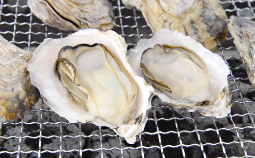 鏡オイスター(加熱調理用) 約1.5kg(マガキ・殻付き)牡蠣 かき
