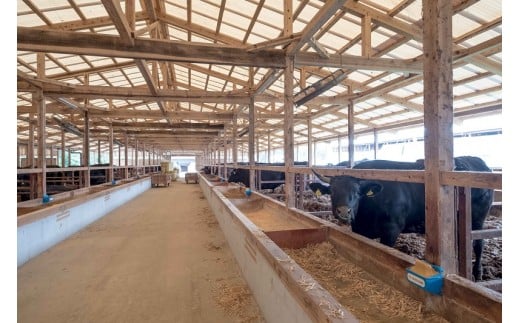 弥川畜産牛舎内部
