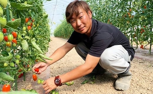 お洒落なミニトマトジュース アイコ100 使用 190ml 10本ギフト箱入 北海道天塩町 ふるさと納税 ふるさとチョイス