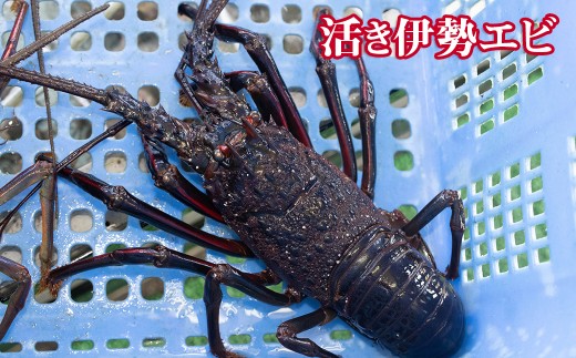 2 47 お正月用 活き伊勢エビ500g 2 3尾 二人用 千葉県鴨川市 ふるさと納税 ふるさとチョイス