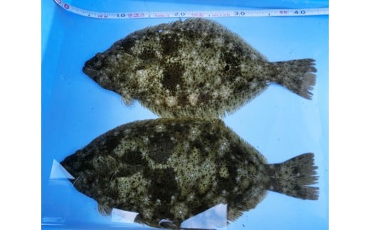 No 003 笠戸ひらめ 魚 ヒラメ 鮃 山口県 特産品 山口県下松市 ふるさと納税 ふるさとチョイス