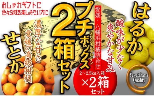 C28 30 愛媛 八幡浜柑橘詰合せ よくばり２箱セット せとか はるかの２品種 愛媛県八幡浜市 ふるさと納税 ふるさとチョイス