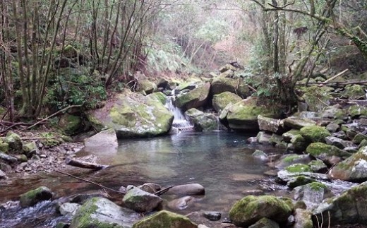 「コシヒカリ」：ほ場のある宍喰川上流の水源