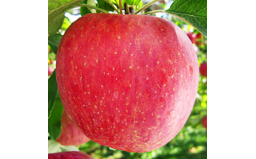 中島農園りんご サンふじ 約5kg 5676 1416 長野県千曲市 ふるさと納税 ふるさとチョイス