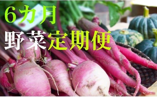野菜[6カ月]定期便 香南市のお野菜詰め合わせコース
