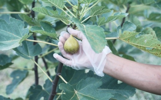 品切れ中 出穂農園のdried Fig ドライイチジク 山口県光市 ふるさと納税 ふるさとチョイス