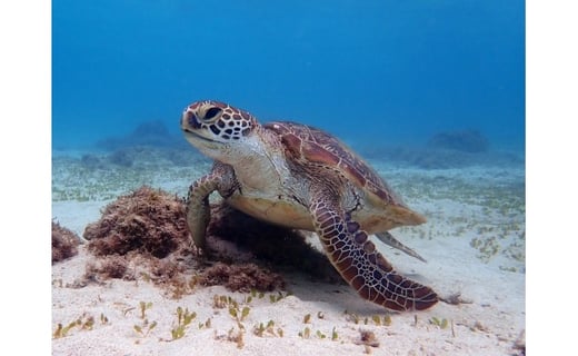 ウミガメシュノーケリング 鹿児島県奄美市 ふるさと納税 ふるさとチョイス