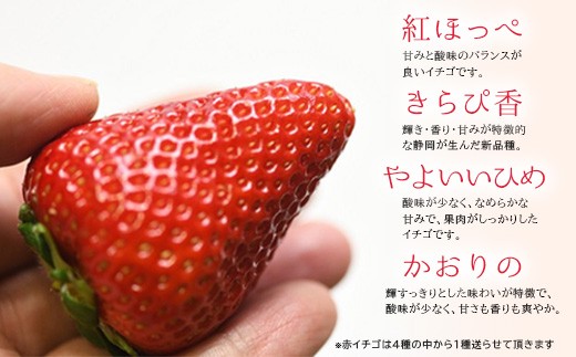 ２７０ 掛川産 厳選 大粒 赤 白イチゴ 270g ２ 令和２年１月１５日頃から順次発送します 鈴木農園 静岡県掛川市 ふるさと納税 ふるさとチョイス