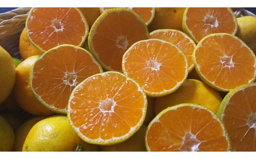進栄 極早生温州みかん 約5kg