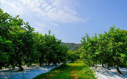 広島県の離島、大崎上島にある『中原観光農園』