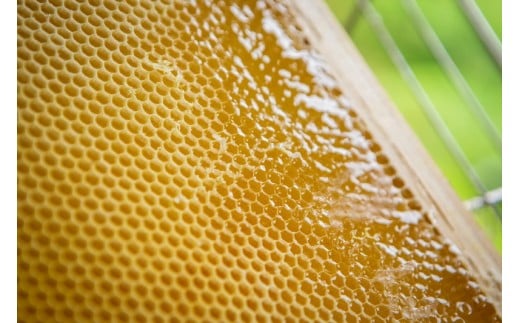 圧倒的な透明感と澄んだ味わいが巣鴨養蜂園のはちみつの特徴