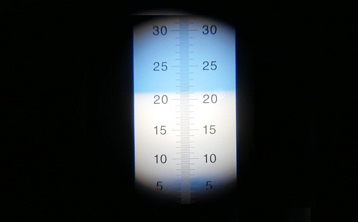 糖度計で計測した結果、21度を超える甘さ！