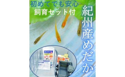 紀州産めだか彩り５匹セット 初めての飼育セット付 事前準備ご不要 和歌山県海南市 ふるさと納税 ふるさとチョイス