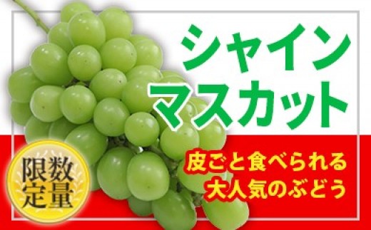 Fs18 294 フルーツ王国山形 種無しシャインマスカット秀品 約600g 山形県山形市 ふるさと納税 ふるさとチョイス