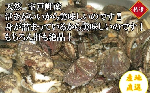 室戸で獲れたとこぶし旨煮１３個入り 高知県室戸市 ふるさと納税 ふるさとチョイス