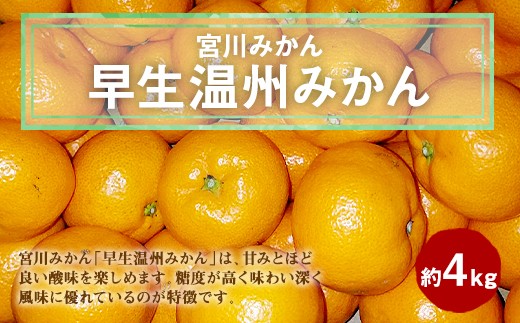 八代産 宮川みかん 早生 温州みかん 約4kg 熊本県八代市 ふるさと納税 ふるさとチョイス