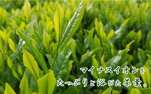 熊本県品評会受賞園 「さがら茶」 ギフト （C）100g×2セット  (02-03)