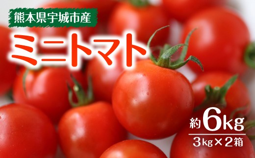ミニトマト 合計約6kg（3kg×2箱）プチトマト 熊本産 宇城彩館