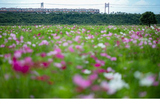 5810 0423 日本一前向きな 前向花畑 のオーナー コスモス 静岡県湖西市 ふるさと納税 ふるさとチョイス