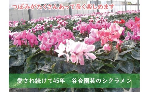 B18 シクラメン ピンク系 ７号鉢 埼玉県富士見市 ふるさと納税 ふるさとチョイス