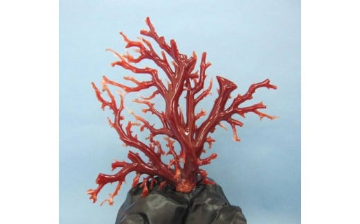 珊瑚職人館の珊瑚の原木・拝見・置物（g2）
