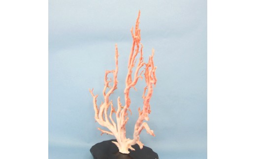 珊瑚職人館の珊瑚の原木・拝見・置物（ｇ21）