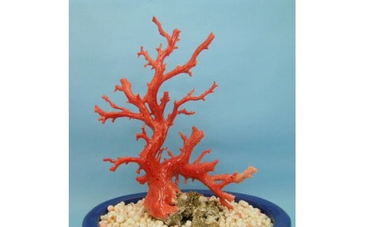 珊瑚職人館の珊瑚の原木・拝見・置物（ｇ20）