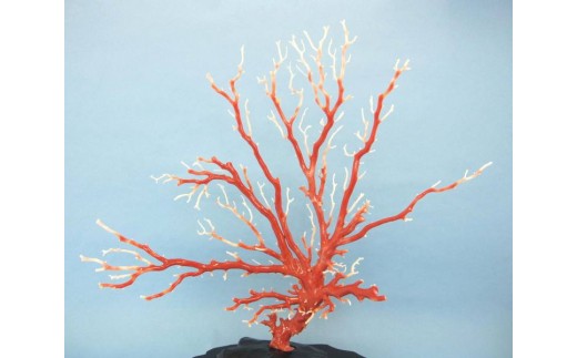 珊瑚職人館の珊瑚の原木・拝見・置物（ｇ18）
