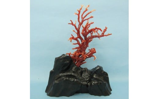 珊瑚職人館の珊瑚の原木・拝見・置物（g1）