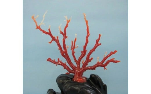 珊瑚職人館の珊瑚の原木・拝見・置物（g14）