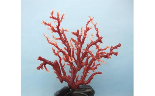海の秘宝珊瑚：置物N - 高知県宿毛市 | ふるさと納税 [ふるさとチョイス]