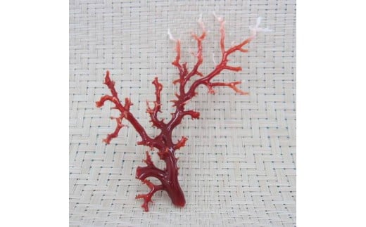 珊瑚職人館の珊瑚のルース（ｐ2） 783952 - 高知県宿毛市