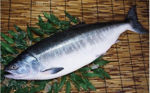 希少 天然 時しらず鮭3kg前後特大 115 北海道稚内市 ふるさと納税 ふるさとチョイス
