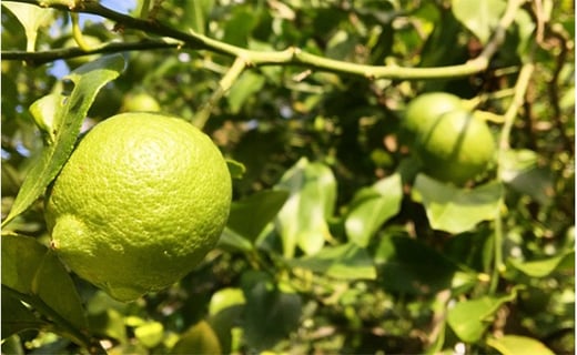 国内産レモンは12月ごろから黄色い実を付けますが、11月頃までは緑色の果実です