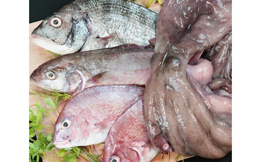 篠島 海の幸bbqセット 生タコ 季節の魚介類 4人分 愛知県南知多町 ふるさと納税 ふるさとチョイス