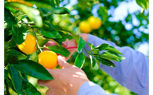 大崎上島にある農園では、毎年たくさんの柑橘が実ります