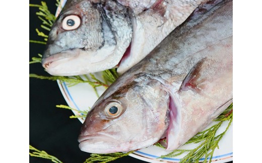 篠島 海の幸bbqセット 生タコ 季節の魚介類 4人分 愛知県南知多町 ふるさと納税 ふるさとチョイス