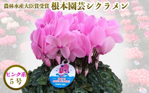 (先行予約)根本園芸 ピンク系 ガーデンシクラメン【5号】農林水産大臣賞受賞【10004】