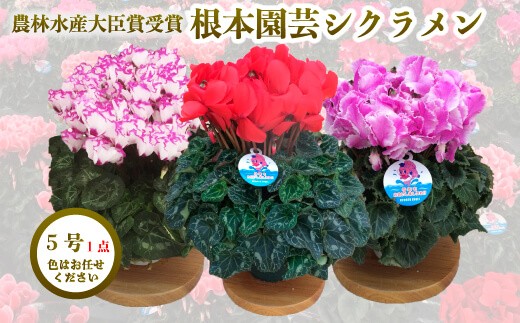 先行予約】根本園芸シクラメン【5号】1鉢 鉢花 鉢植え 色おまかせ