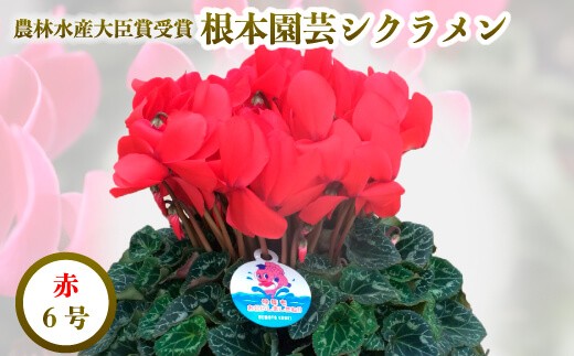 (先行予約)根本園芸 レッド ガーデンシクラメン 【6号】 農林水産大臣賞受賞【10002】