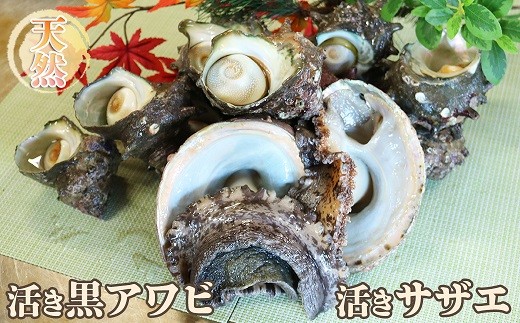 10 44 高級 活き黒アワビ1kg 活きサザエ３kg 千葉県鴨川市 ふるさと納税 ふるさとチョイス