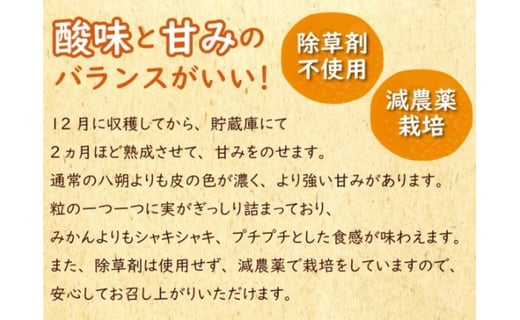 【先行受付】酸味と甘みのバランスがいい！完熟紅八朔（ベニハッサク） 10kg / 長崎県農産品流通合同会社 / 長崎県 雲仙市 [item0095]  / 果物 くだもの フルーツ はっさく 紅八朔 10キロ 期間限定 数量限定