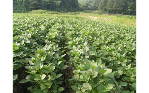 尾花沢で受け継がれている貴重な枝豆「秘伝豆」から土地相性のよいものだけを選抜し、栽培しているのが「天平秘伝豆」