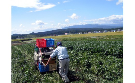 「天秤秘伝豆」の収穫風景。