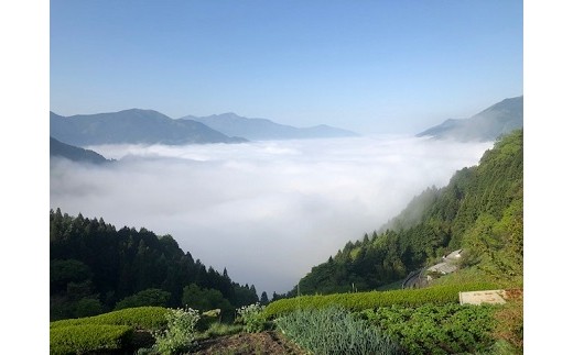 有瀬地区の雲海の様子　幽谷から舞い上がる濃い霧に包まれ育ったお茶です