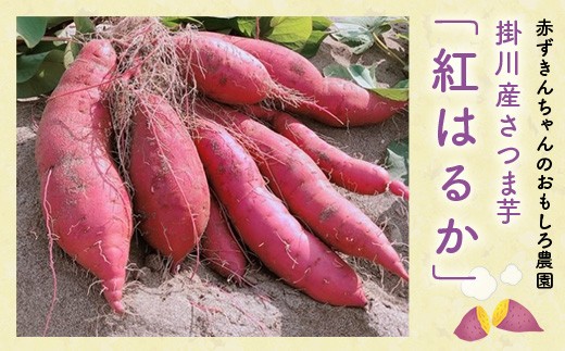 １１７５ 掛川産 紅はるか さつまいも たっぷり７ 赤ずきんちゃんのおもしろ農園で収穫されました 静岡県掛川市 ふるさと納税 ふるさとチョイス