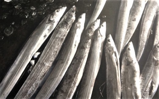 銀色に輝く鮮魚 太刀魚 タチウオ 約1 5kg 沖縄県糸満市 ふるさと納税 ふるさとチョイス
