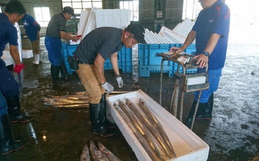 銀色に輝く鮮魚 太刀魚 タチウオ 約1 5kg 沖縄県糸満市 ふるさと納税 ふるさとチョイス