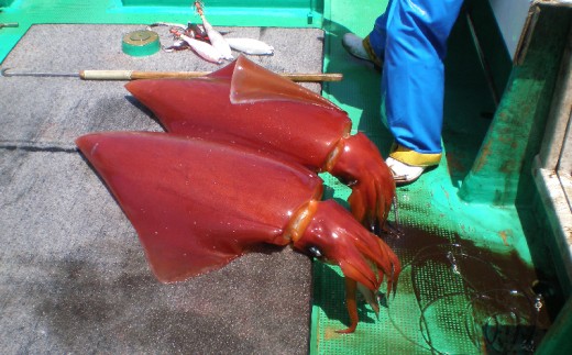 モチっとした新食感 ソデイカ セーイカ 約5kg 沖縄県糸満市 ふるさと納税 ふるさとチョイス